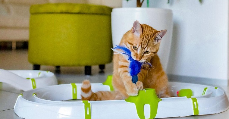 Pet Supplies